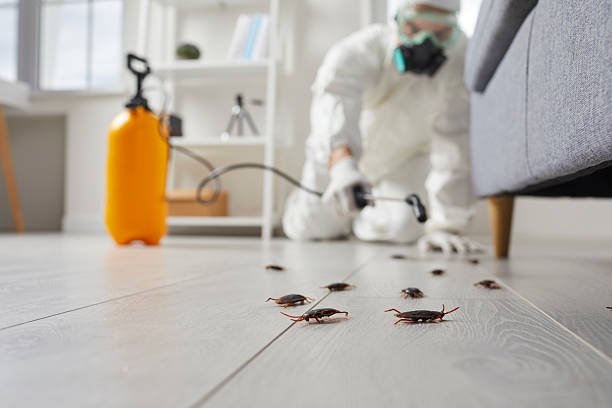 Affordable Termite Control solutions in Ackerman, MS